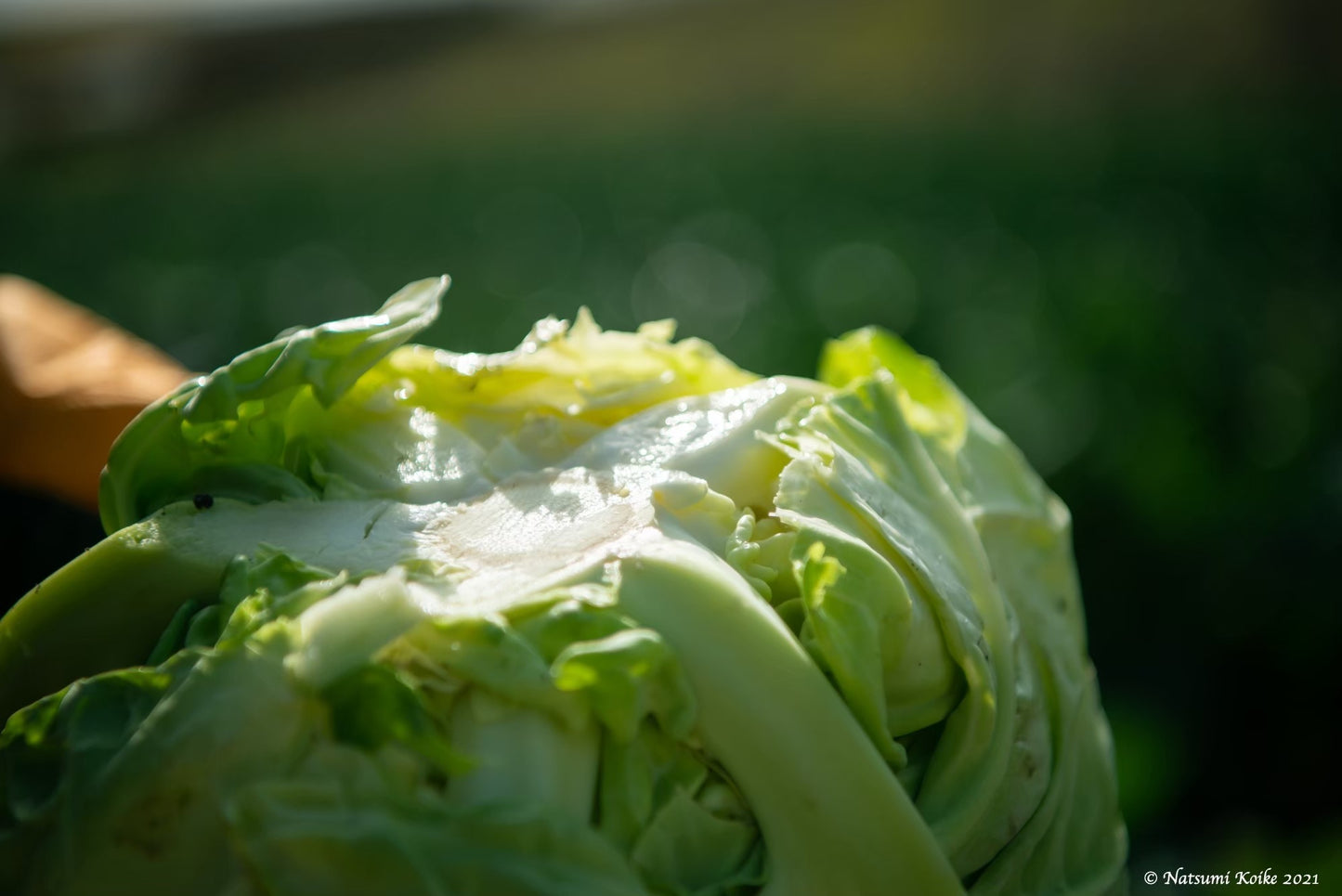 【今だけお野菜増量中】旬のごちそう便
