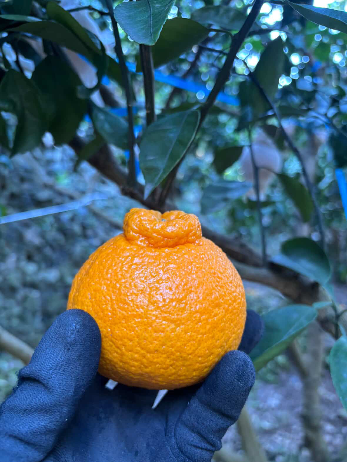天空みかん「不知火（しらぬい）」~爽やかな食べ応え。柑橘界の王様~