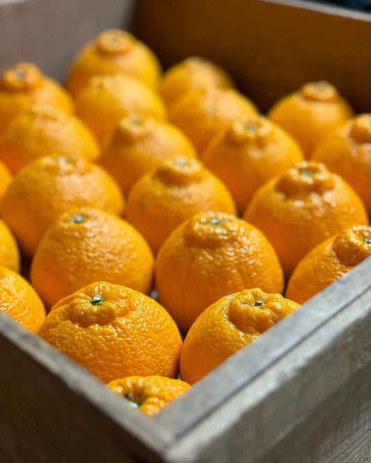 天空みかん「不知火（しらぬい）」~爽やかな食べ応え。柑橘界の王様~