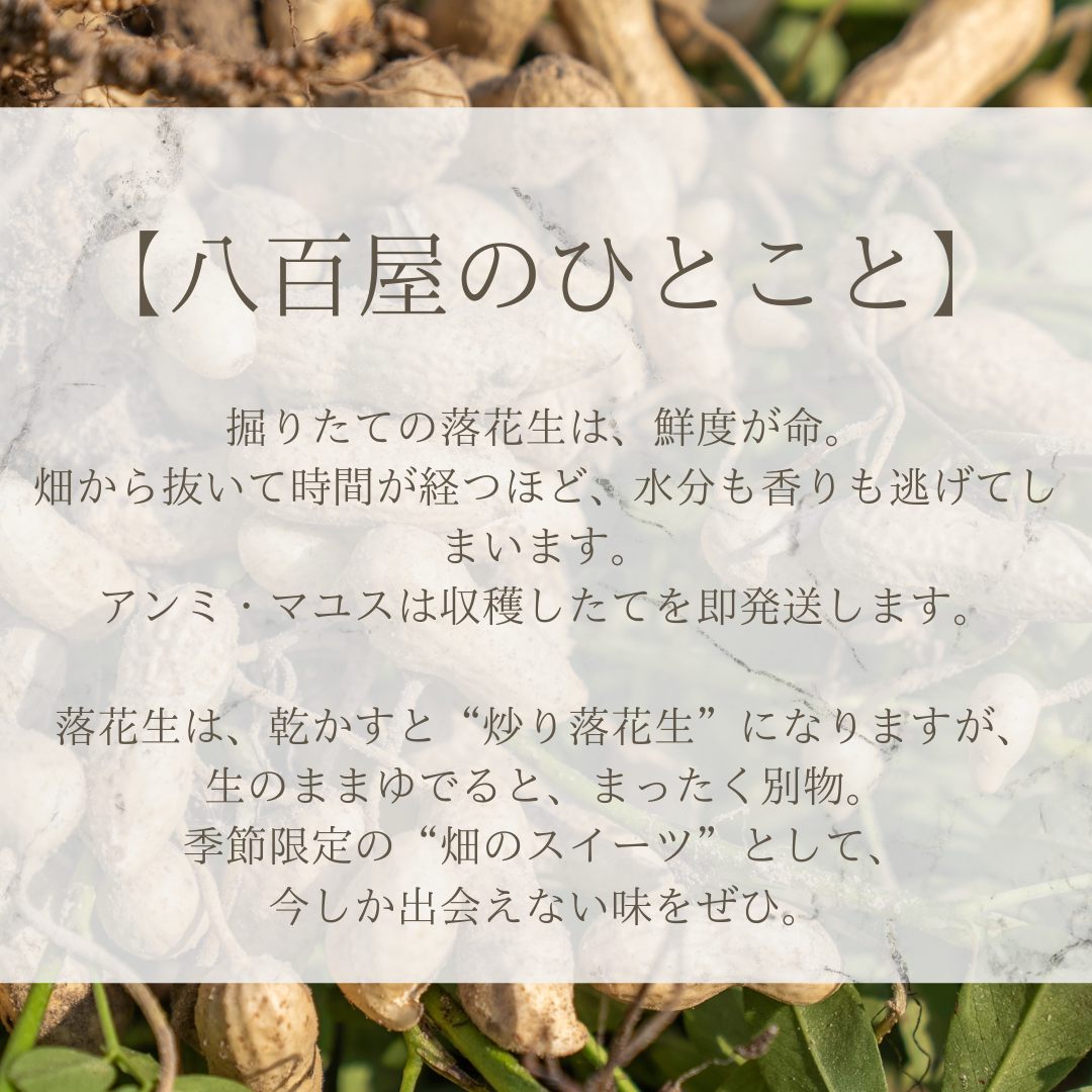 ジャンボ生落花生 「おおまさり」 - 手間をかける価値のある秋のスイーツ-