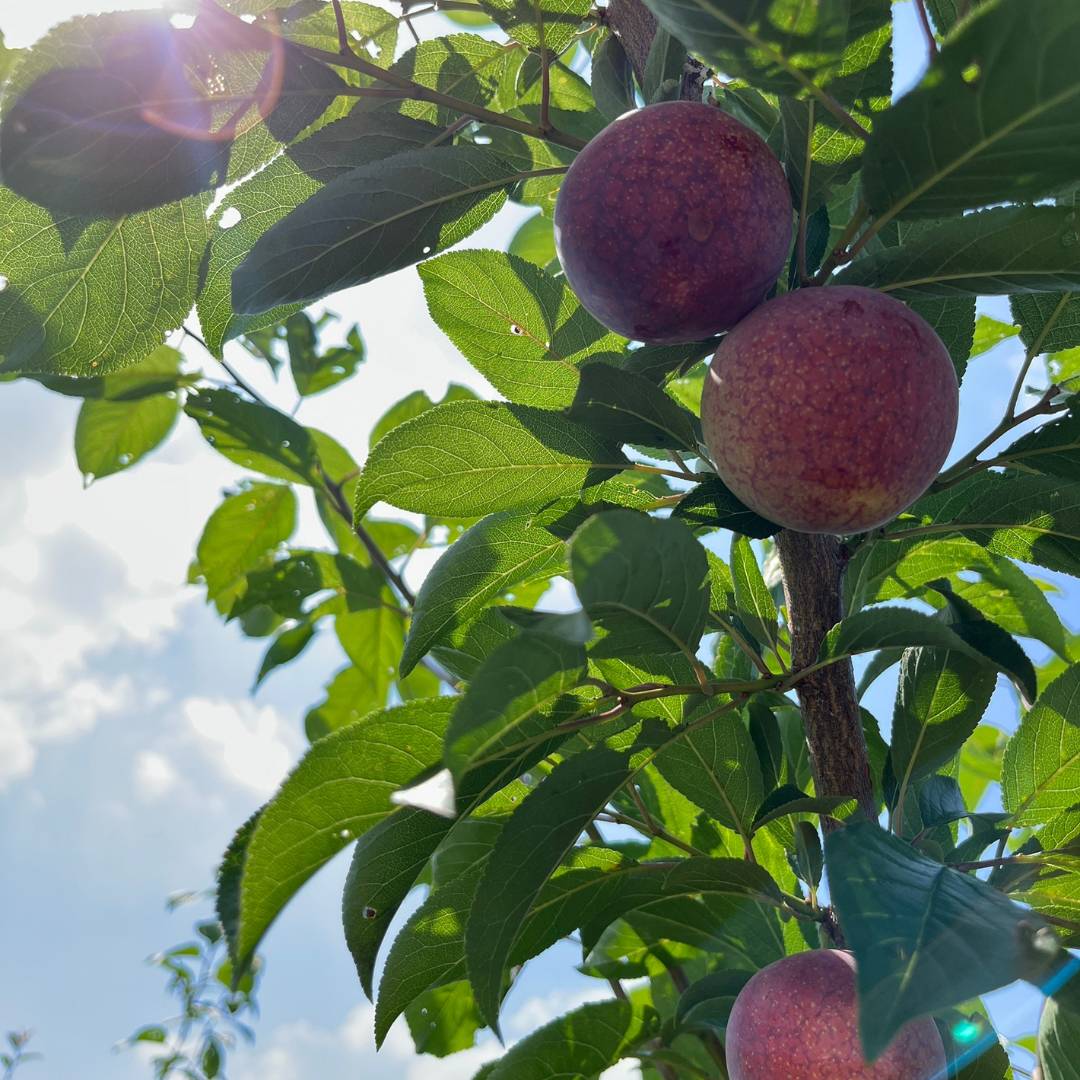 【限定10セット】幻のスモモ入り初夏野菜の贅沢便