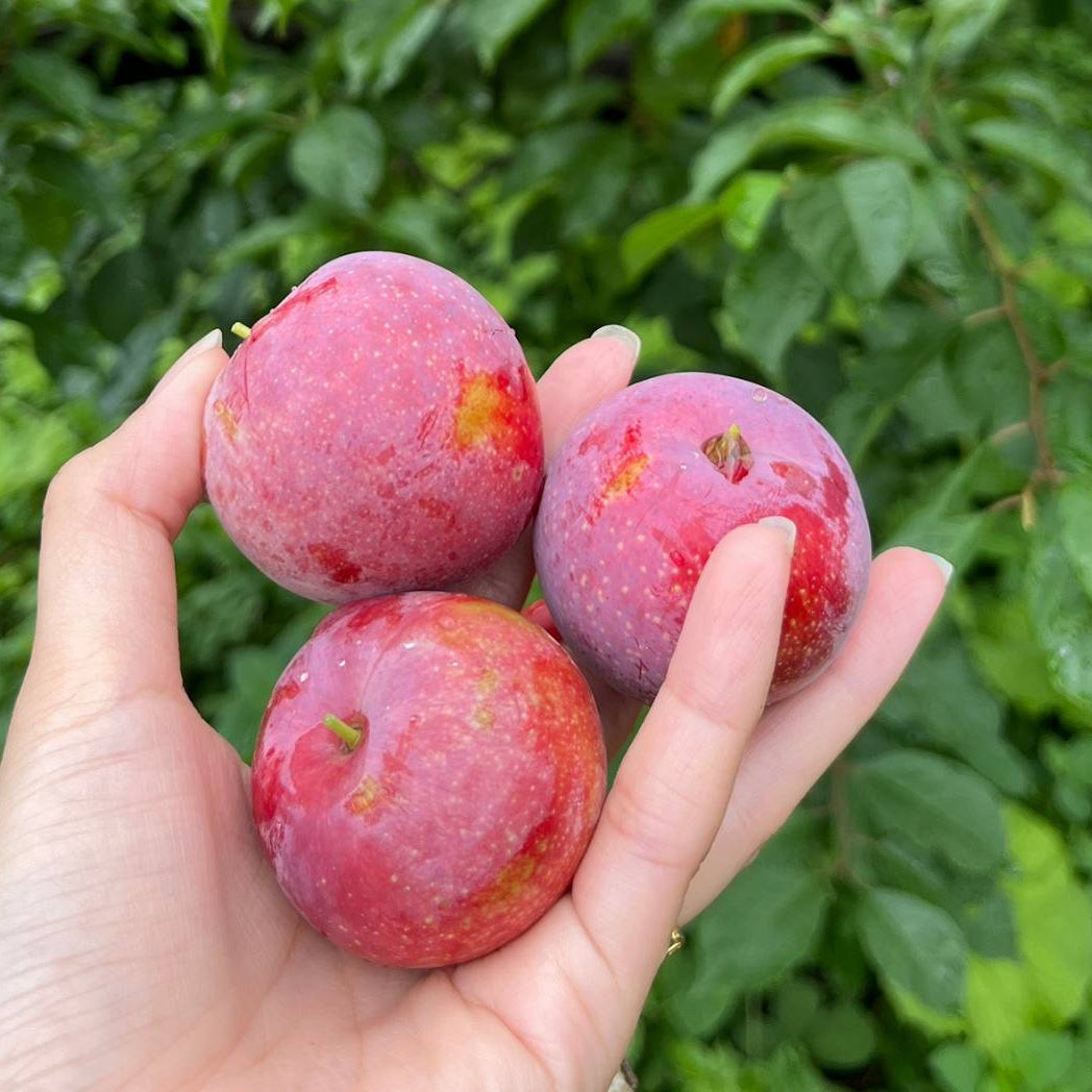 【限定10セット】幻のスモモ入り初夏野菜の贅沢便